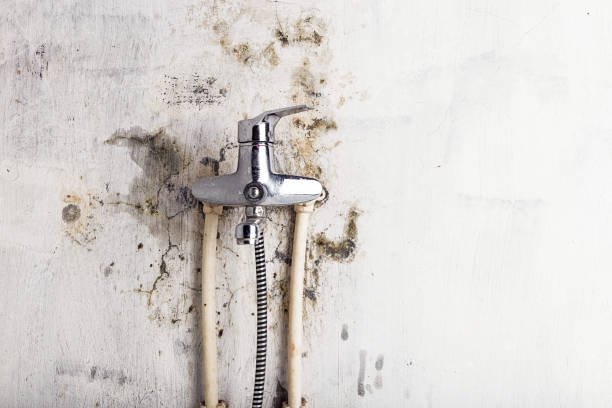 Best Same-Day Mold Removal  in Palmhurst, TX