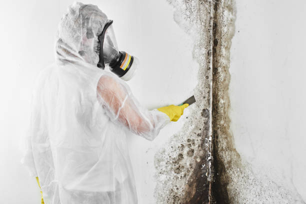 Professional Mold Removal in Palmhurst, TX