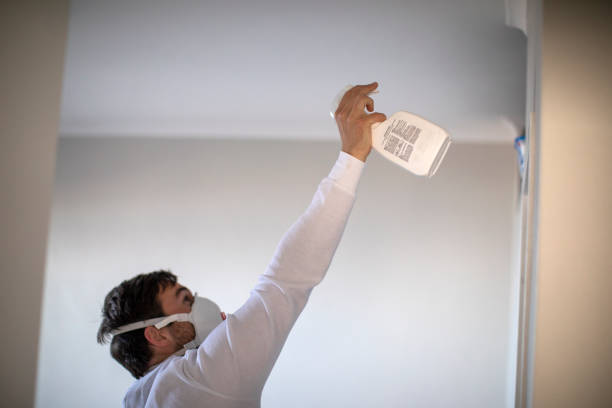 Best Professional Mold Removal  in Palmhurst, TX