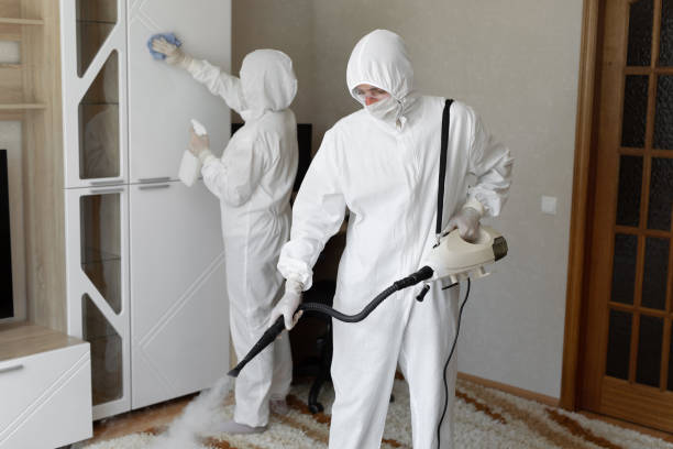 Best Mold Cleaning Services  in Palmhurst, TX
