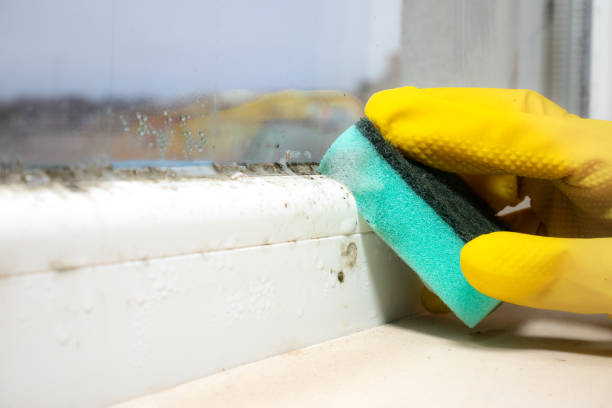 Best Toxic Mold Removal  in Palmhurst, TX