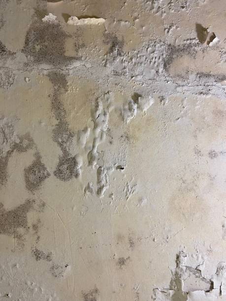 Best Home Mold Removal  in Palmhurst, TX