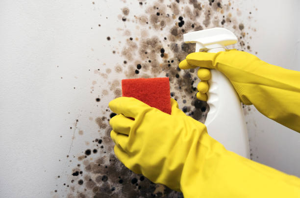 Best Residential Mold Removal  in Palmhurst, TX