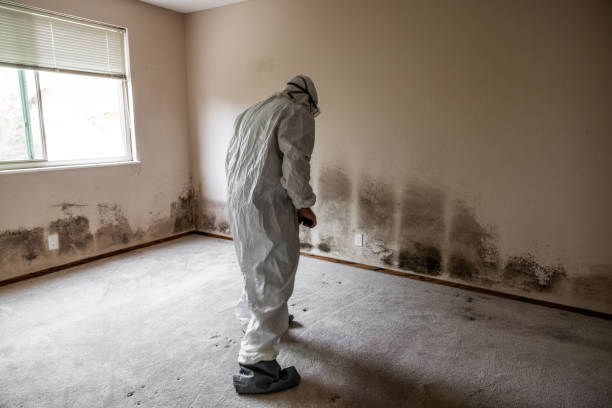Best Office Mold Removal Services  in Palmhurst, TX